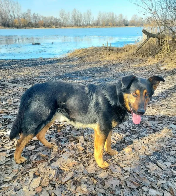 Pies do adopcji, Konin, 3 lutego 2026 (2/2)