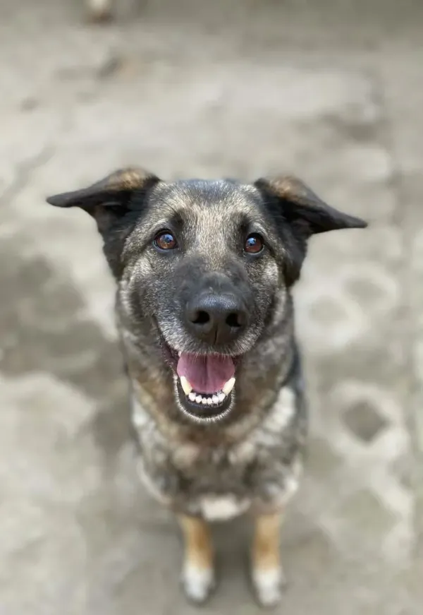 Pies do adopcji, Milanówek, 4 kwietnia 2026 (2/5)