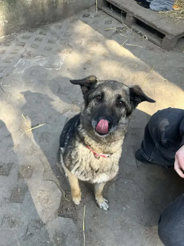 Pies do adopcji, Milanówek, 4 kwietnia 2026 (3/5)