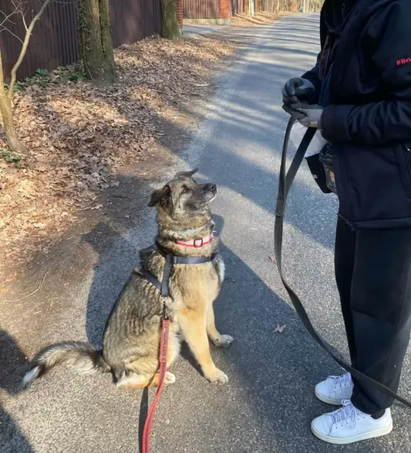 Pies do adopcji, Milanówek, 4 kwietnia 2026 (5/5)