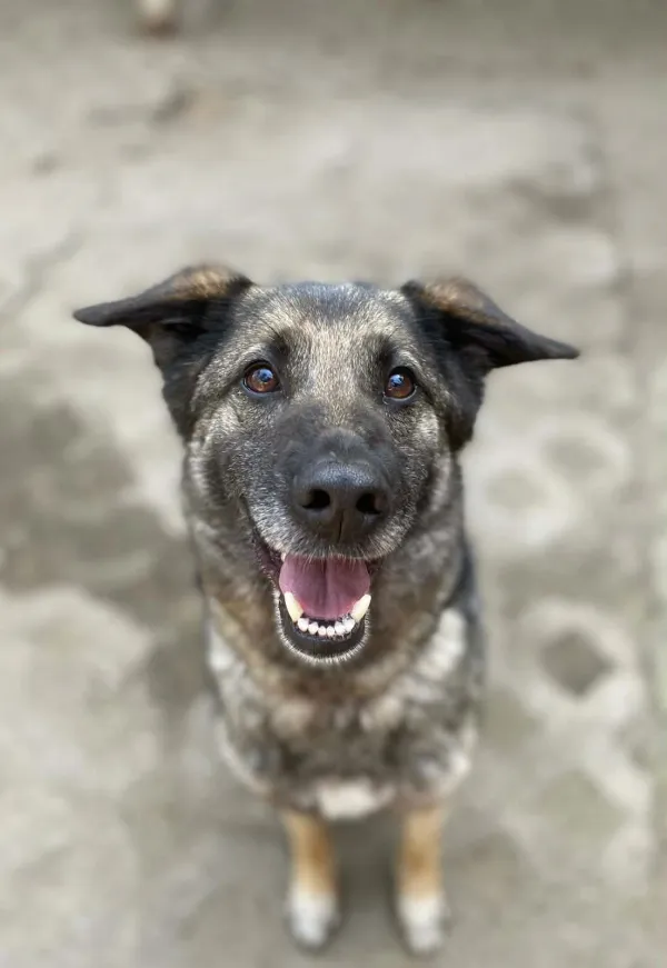 Pies do adopcji, Milanówek, 19 kwietnia 2026 (2/5)