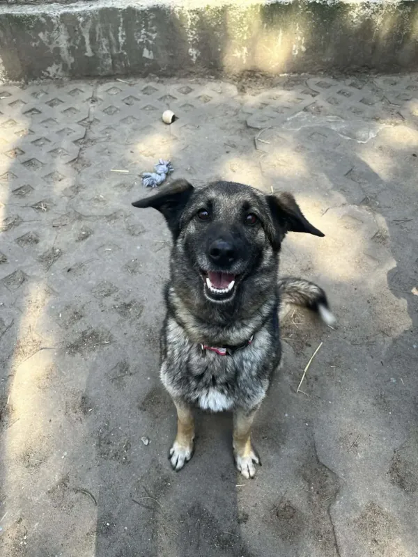 Pies do adopcji, Milanówek, 19 kwietnia 2026 (4/5)