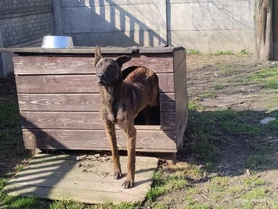 Pies do adopcji, Kraków, 22 marca 2026