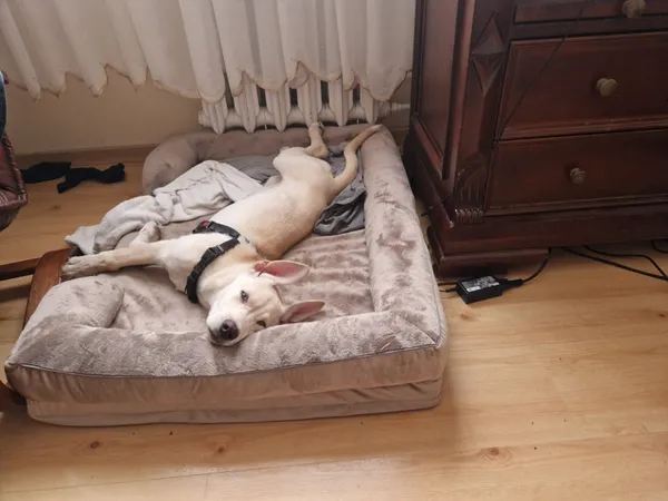 Zaginął pies, Łódź, 5 kwietnia 2026