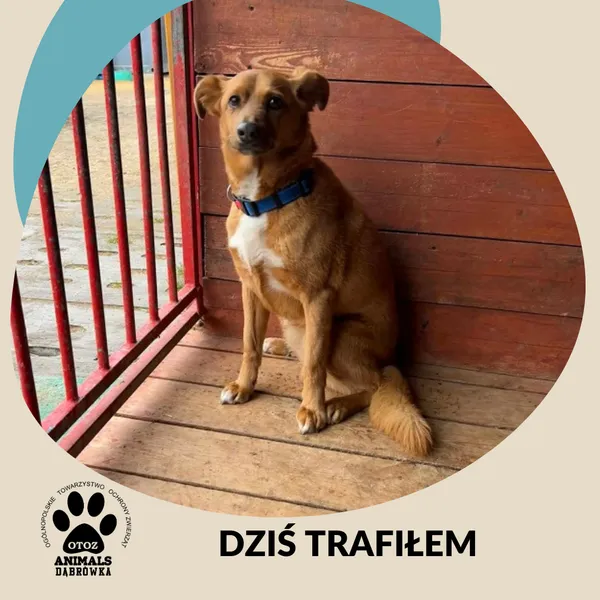 Znaleziono psa, Dąbrówka, 3 kwietnia 2026 (1/2)