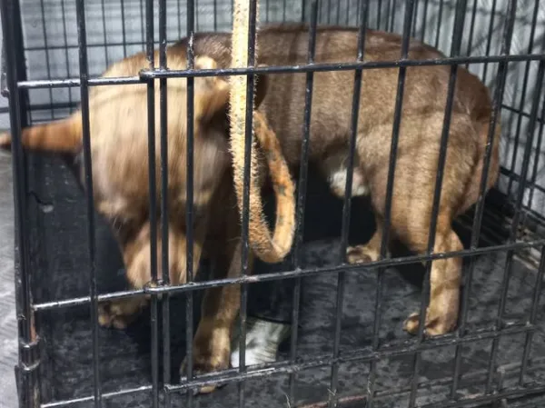 Znaleziono psa, Radom, 5 kwietnia 2026