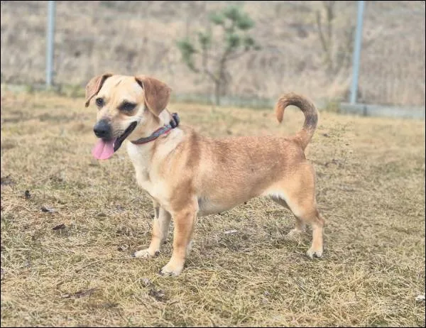 Znaleziono psa, Grudziądz, 29 stycznia 2026