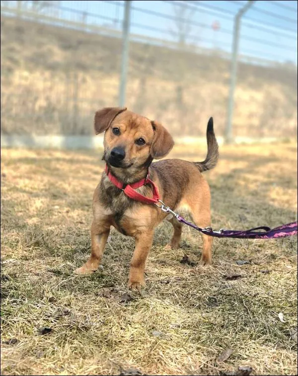 Znaleziono psa, Grudziądz, 29 stycznia 2026