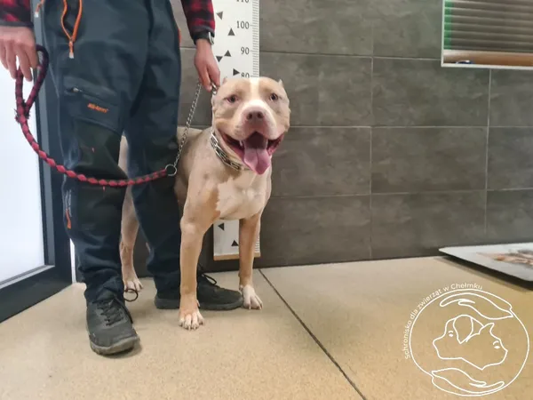 Znaleziono psa, Chełmek, 4 kwietnia 2026