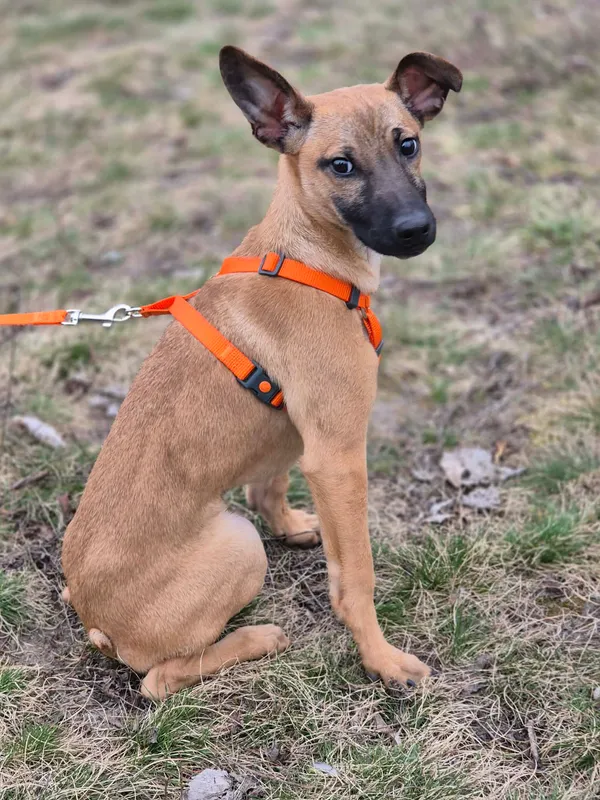 Oddam psa, Brwinów, 7 kwietnia 2026 (2/3)