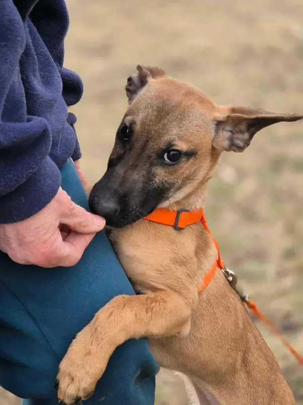 Oddam psa, Brwinów, 7 kwietnia 2026 (3/3)