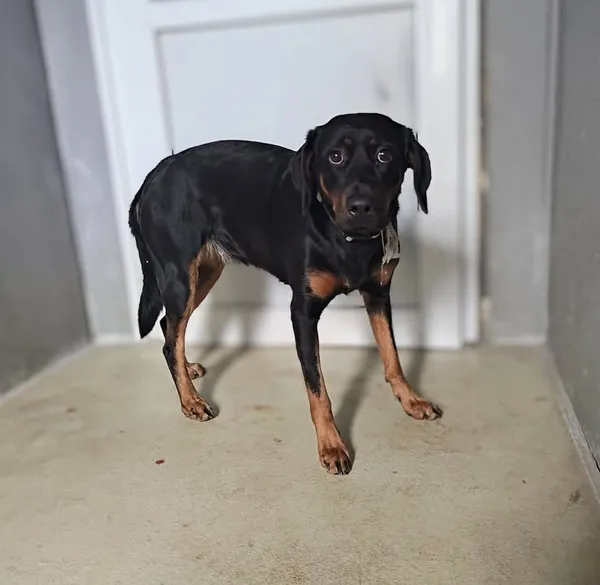 Znaleziono psa, Lublin, 6 kwietnia 2026