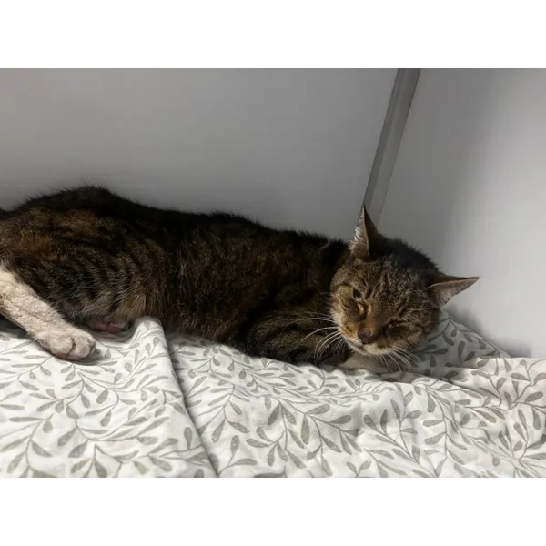 Znaleziono kota, Białystok, 5 kwietnia 2026