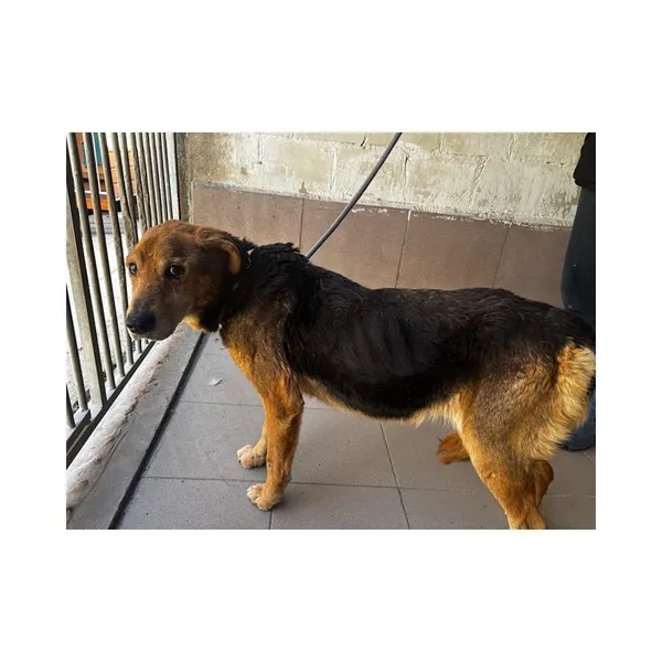 Znaleziono psa, Białystok, 4 kwietnia 2026