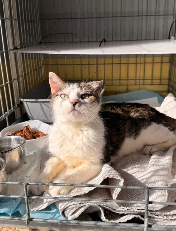 Kot do adopcji, Wrocław, 3 marca 2026