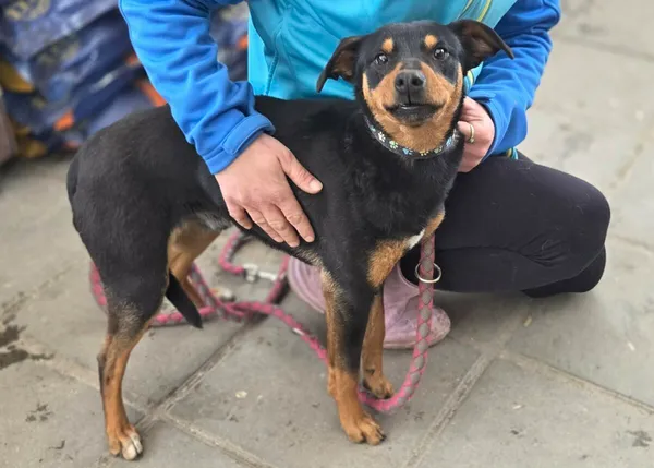 Pies do adopcji, Zgierz, 7 kwietnia 2026 (1/4)