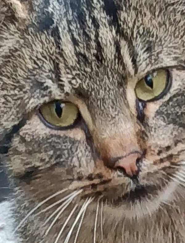 Zaginął kot, Lublin, Konstantynów, 7 kwietnia 2026 (1/2)