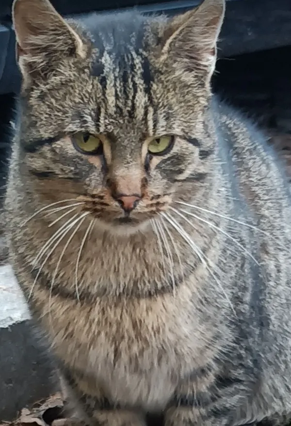 Zaginął kot, Lublin, Konstantynów, 7 kwietnia 2026 (2/2)