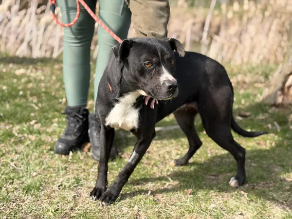 Pies do adopcji, Bełchatów, 26 lutego 2026 (2/5)