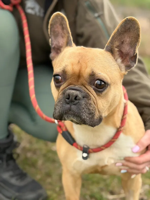 Pies do adopcji, Bełchatów, 27 lutego 2026 (1/5)