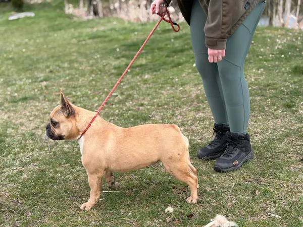 Pies do adopcji, Bełchatów, 27 lutego 2026 (2/5)