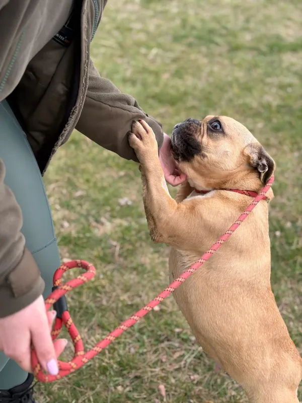 Pies do adopcji, Bełchatów, 27 lutego 2026 (3/5)