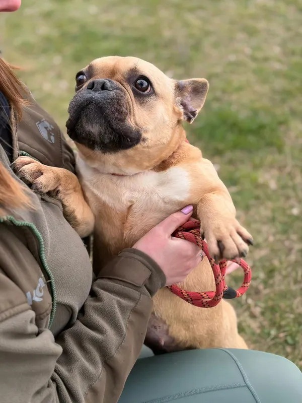 Pies do adopcji, Bełchatów, 27 lutego 2026 (4/5)