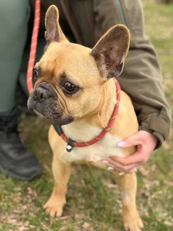 Pies do adopcji, Bełchatów, 27 lutego 2026 (5/5)