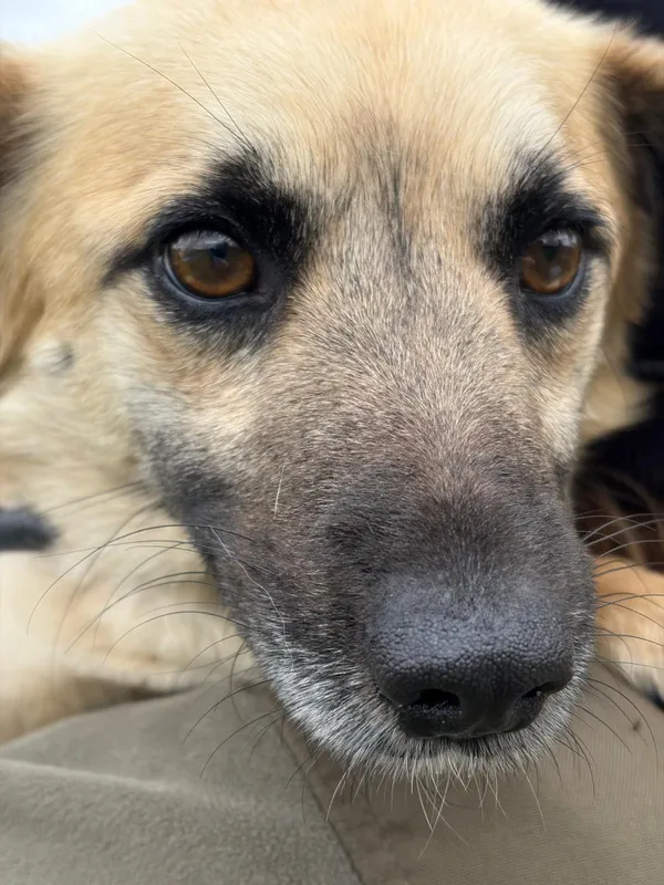 Pies do adopcji, Bełchatów, 16 marca 2026 (1/5)