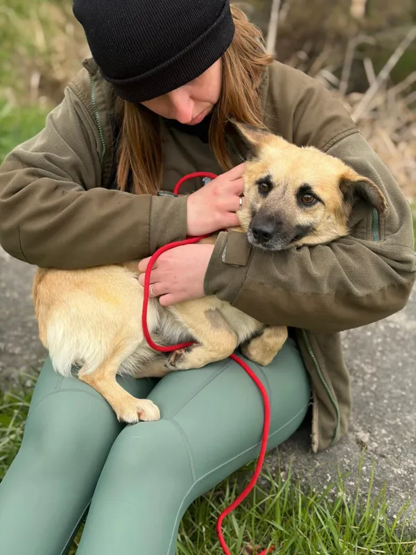Pies do adopcji, Bełchatów, 16 marca 2026 (2/5)
