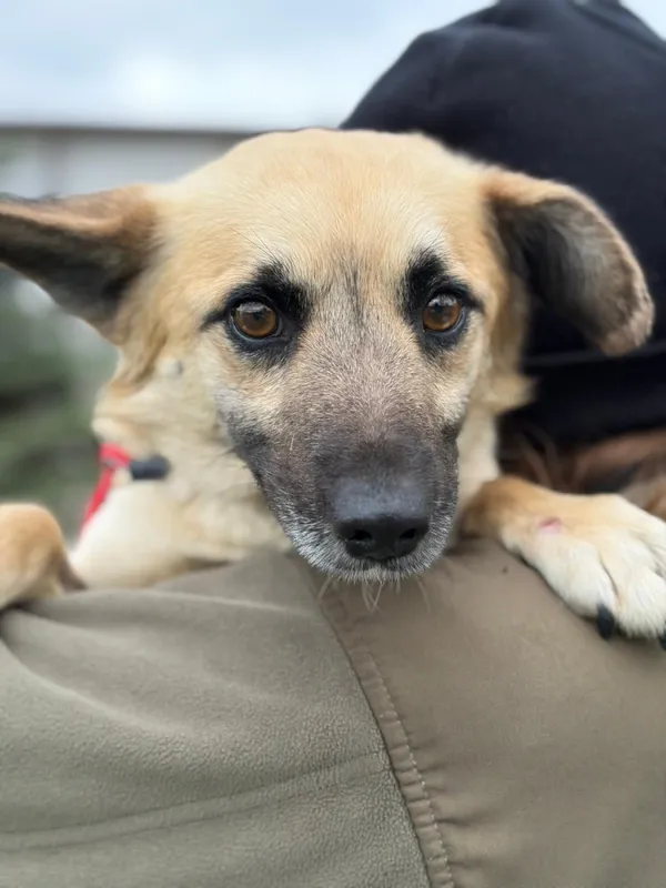 Pies do adopcji, Bełchatów, 16 marca 2026 (4/5)