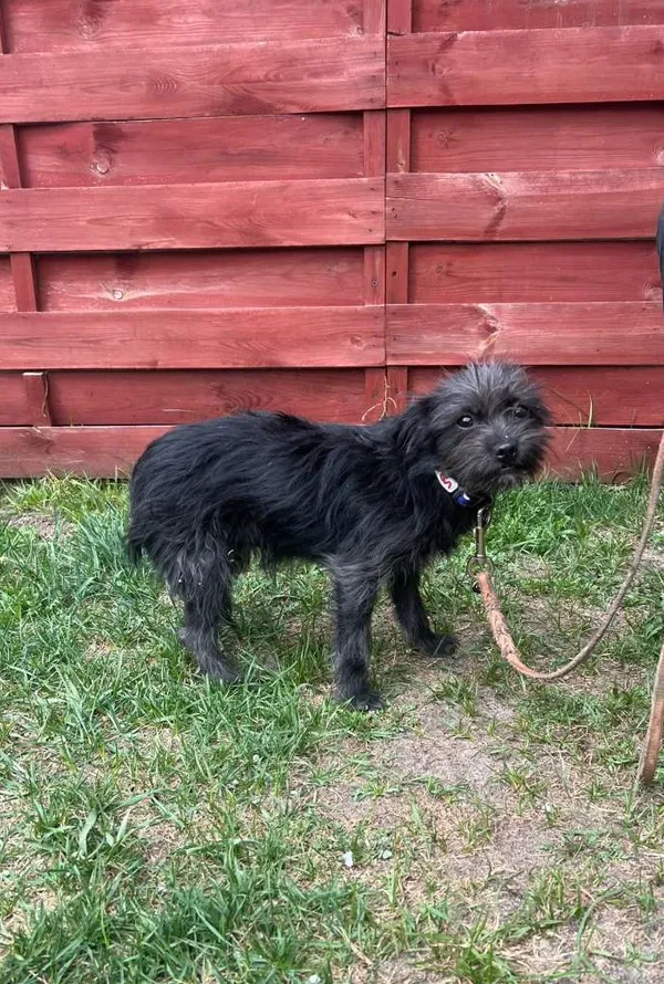 Znaleziono psa, Czartki, 7 kwietnia 2026