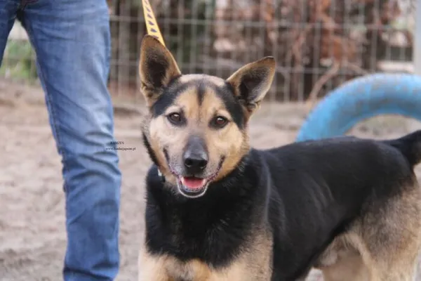 Pies do adopcji, Nowy Dwór Mazowiecki, 7 kwietnia 2026 (1/4)