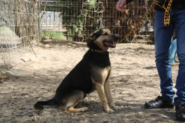 Pies do adopcji, Nowy Dwór Mazowiecki, 7 kwietnia 2026 (2/4)