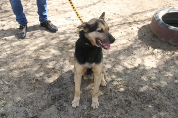 Pies do adopcji, Nowy Dwór Mazowiecki, 7 kwietnia 2026 (3/4)