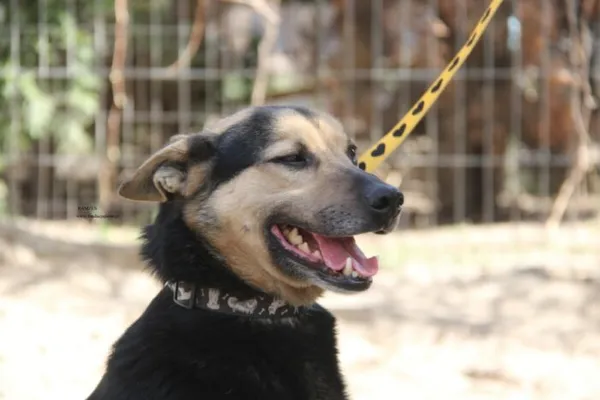 Pies do adopcji, Nowy Dwór Mazowiecki, 7 kwietnia 2026 (4/4)