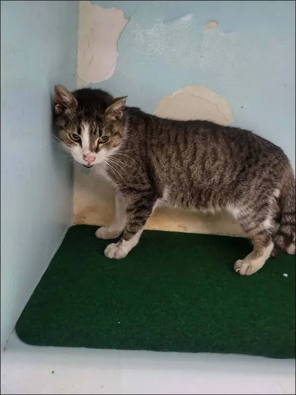 Znaleziono kota, Grudziądz, 7 kwietnia 2026