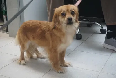 Pies do adopcji, Kraków, 24 marca 2026