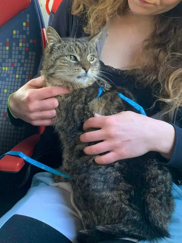 Kot do adopcji, Zgierz, 7 kwietnia 2026 (1/5)