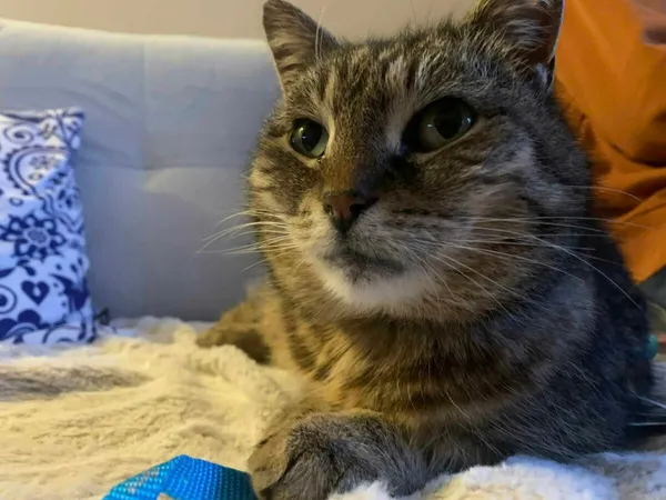 Kot do adopcji, Zgierz, 7 kwietnia 2026 (2/5)