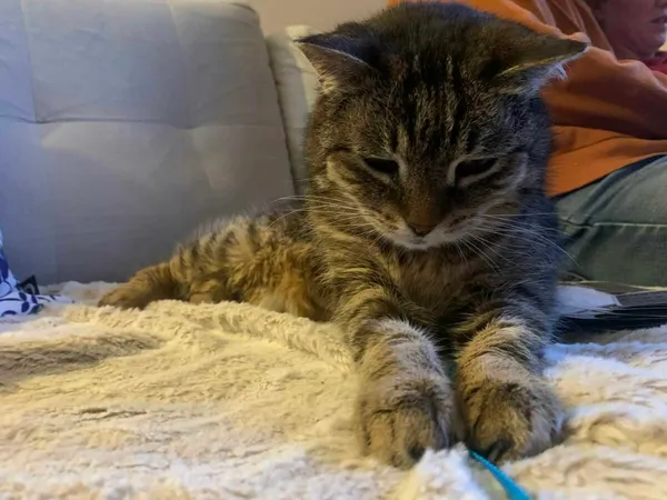 Kot do adopcji, Zgierz, 7 kwietnia 2026 (3/5)