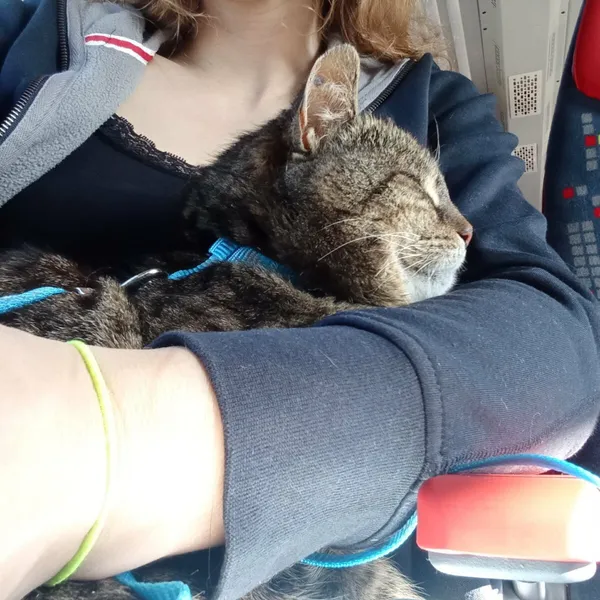 Kot do adopcji, Zgierz, 7 kwietnia 2026 (5/5)