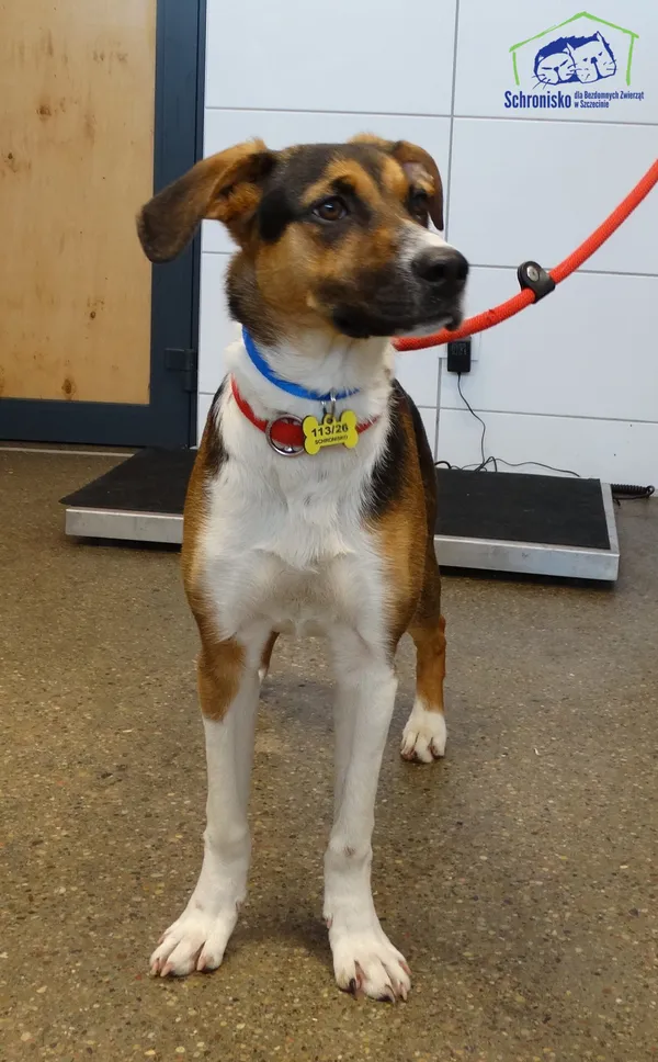 Znaleziono psa, Szczecin, 5 kwietnia 2026 (2/2)