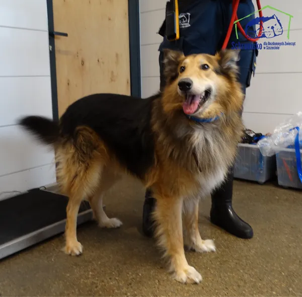 Znaleziono psa, Szczecin, 5 kwietnia 2026
