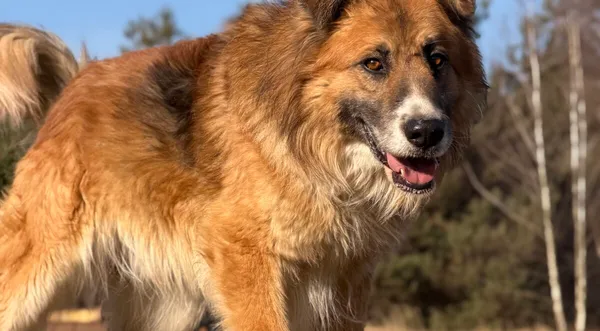 Pies do adopcji, Pieczyska, 7 kwietnia 2026 (1/5)