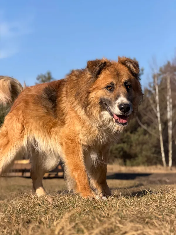 Pies do adopcji, Pieczyska, 7 kwietnia 2026 (2/5)