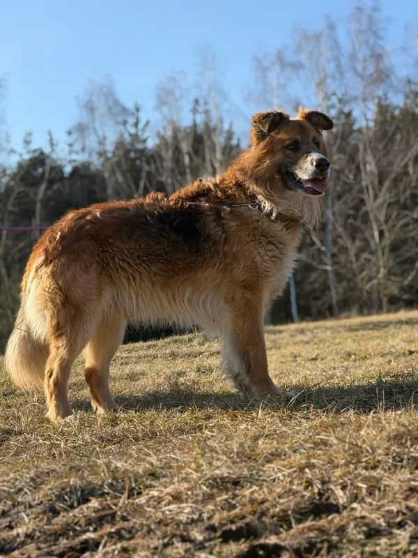 Pies do adopcji, Pieczyska, 7 kwietnia 2026 (3/5)