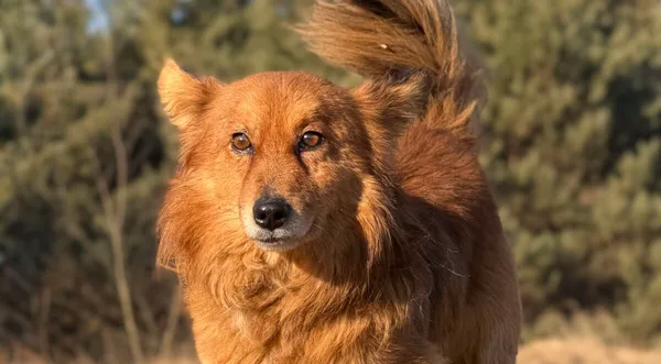 Pies do adopcji, Pieczyska, 7 kwietnia 2026 (1/5)