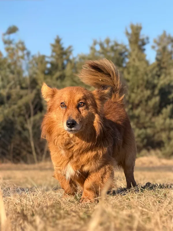 Pies do adopcji, Pieczyska, 7 kwietnia 2026 (3/5)