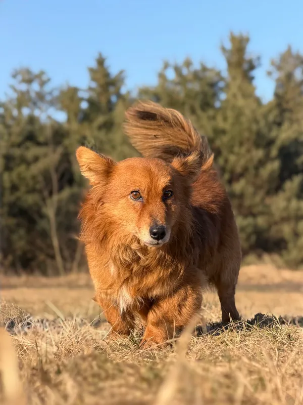 Pies do adopcji, Pieczyska, 7 kwietnia 2026 (4/5)